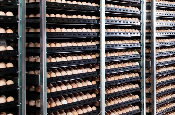 Egg trays stacked beside cage tiers