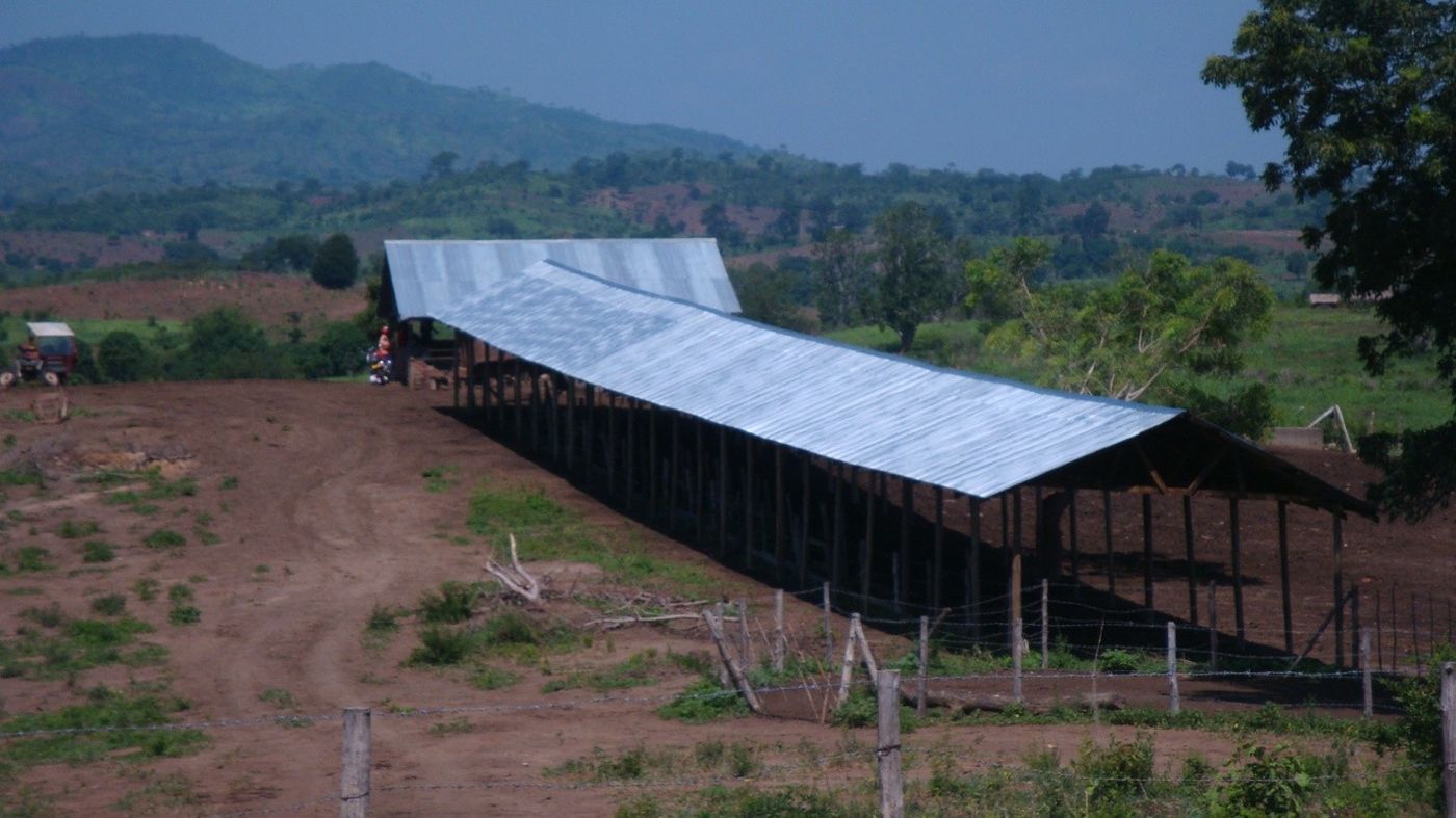 Open shed feedlot on the hillside at Kingeero farm
